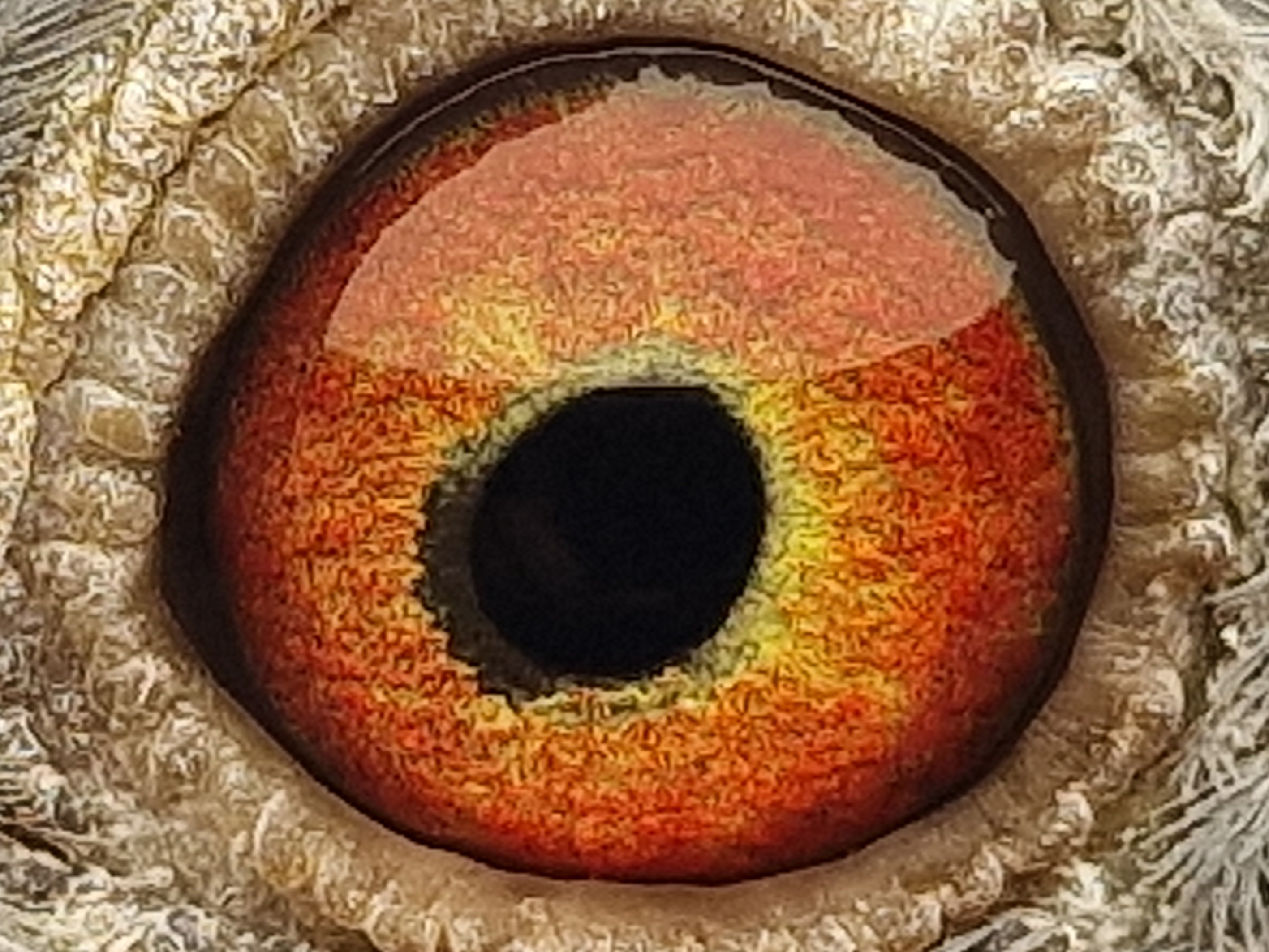 Pigeon eye